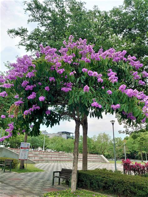 紫薇花風水|如何按照風水來擺設大花紫薇？（特徵、方位、共同擺設的植物）